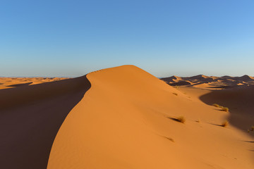 Fototapeta na wymiar Dunes in the desert of Sahara, Morocco.