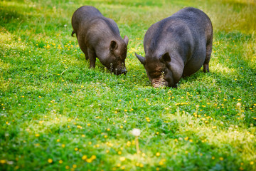 Vietnamese Pot-bellied pig graze on the lawn with fresh green grass.