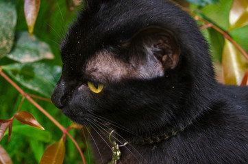 Gato Negro © MrChikip