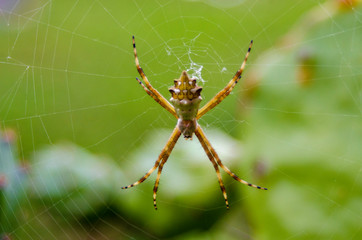 Araña