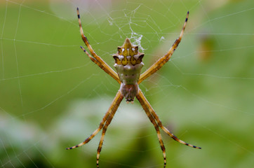 Araña