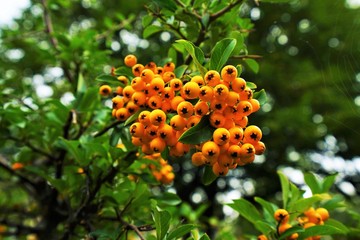 Sallow thorn - Hippophae rhamnoides
