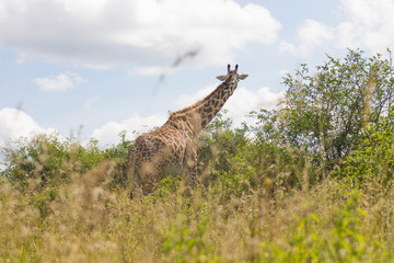 Giraffe in the wild