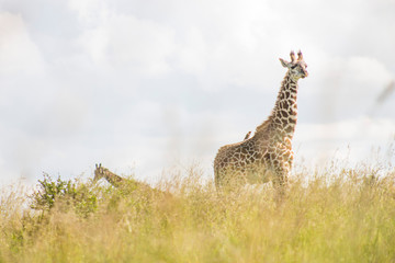Fototapeta premium Giraffe in the wild