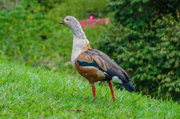 Patos al agua
