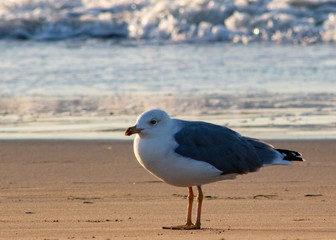 Frische Herbstmorgen am Meer