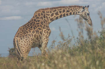 Giraffe in the wild