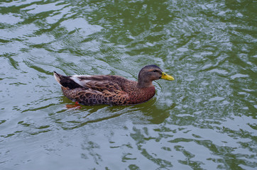 Patos al agua