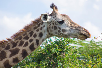 Giraffe in the wild