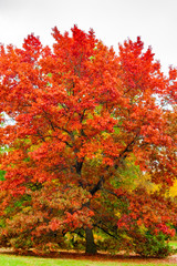 A tall tree with beautiful red leaves on a great autumn day in the Karlsaue park in Kassel, Germany.