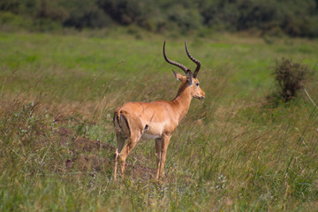 Impala in the wild