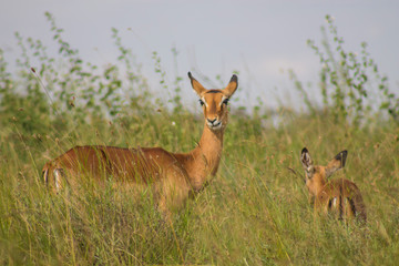 Impala in the wild