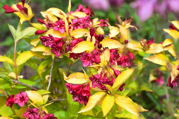 Red flowers and golden yellow leaves of the Weigela shrub, Jeans Gold