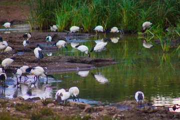 White birds by the pond