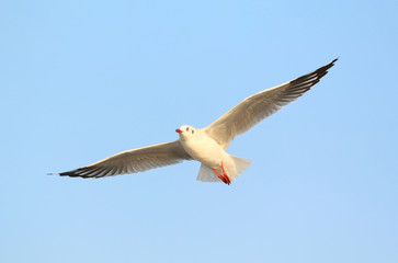Fototapeta premium Seagull flying in the sky.