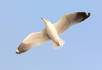 Fototapeta premium Seagull flying in the sky.