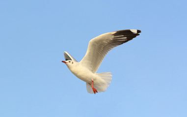 Seagull flying in the sky.