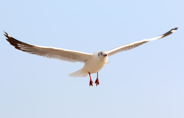 Seagull flying in the sky.