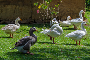 Patos al agua