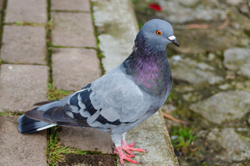 paloma