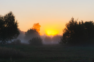 The sun's rays Shine through the fog in the summer morning at dawn in a field with trees