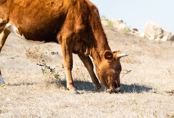 Fototapeta premium Cow grazing in a meadow in the dry season