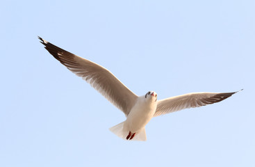 Seagull flying in the sky.
