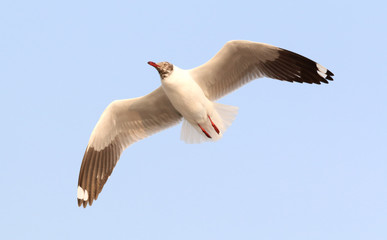 Seagull flying in the sky.