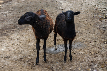 animales de la granja