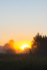 The sun's rays Shine through the fog in the summer morning at dawn in a field with trees