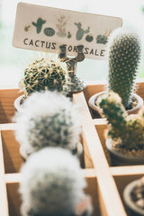 cactus in nursery