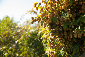 Green fresh hop cones for making beer and bread closeup, agricultural background.