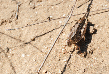 Grasshopper close up on the sand