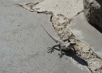Georgian LIzard on Stone