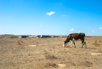 Cow grazing in a meadow in the dry season
