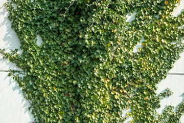 green ivy foliage Hedera helix on a wall - floral texture close up