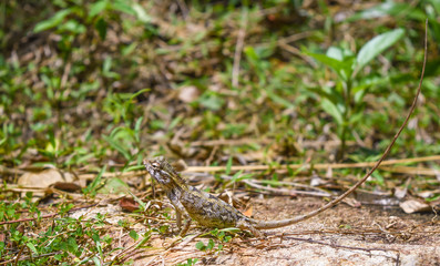 garden lizard, Animal, Nature, wildlife, srilanka