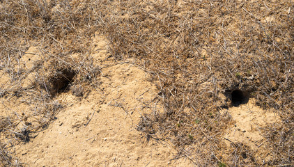 Hole of an unknown animal in the steppe on the ground