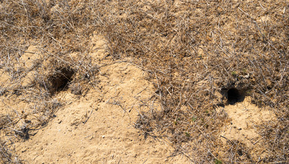 Hole of an unknown animal in the steppe on the ground