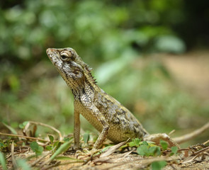 garden lizard, Animal, Nature, wildlife, srilanka