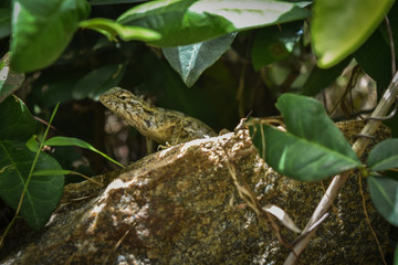 garden lizard, Animal, Nature, wildlife, srilanka