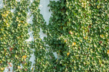 green ivy foliage Hedera helix on a wall - floral texture close up