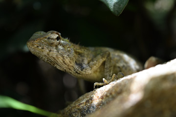 garden lizard, Animal, Nature, wildlife, srilanka