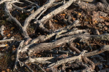 Fototapeta premium grey roots on the beach