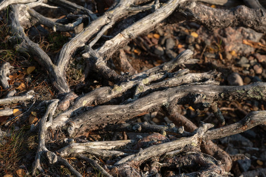 Grey Roots On The Beach