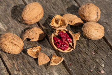 Rote Donaunuss (Walnuss) auf Holz