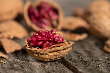 Walnüsse - Rote Donaunuss