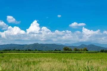 Trees and mountains on a bright sky.