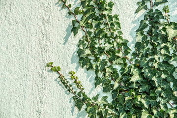 green ivy foliage Hedera helix on a wall - floral texture close up