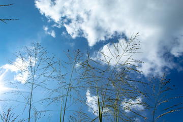 The tree and the bright sky.
